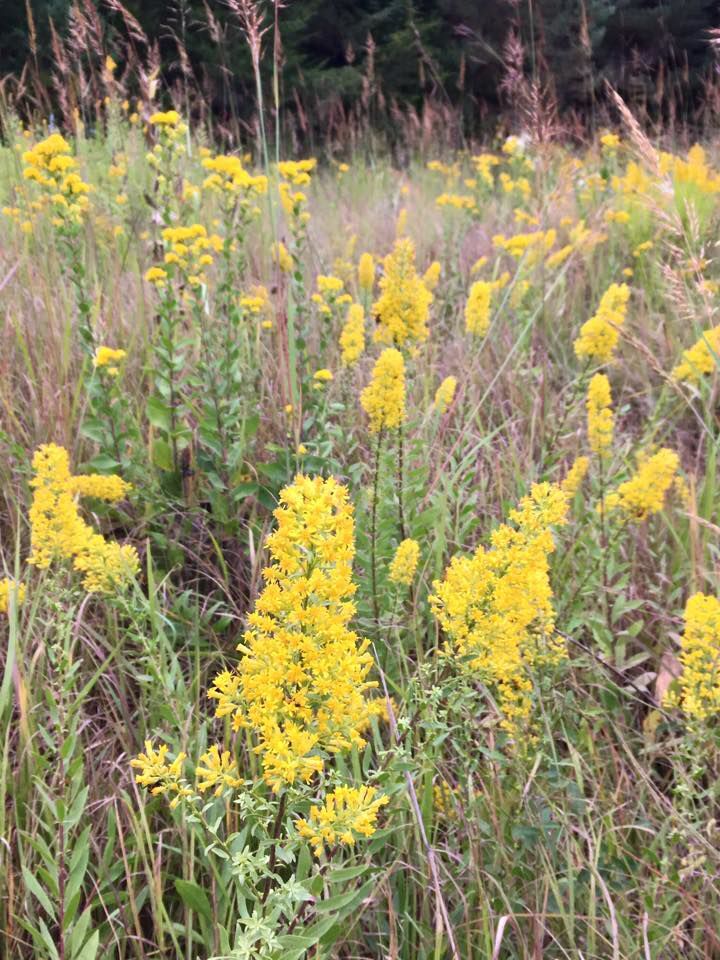 Goldenrod